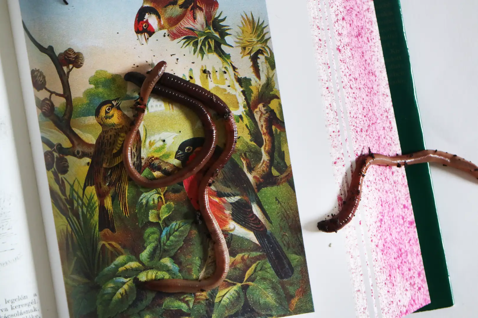 Niagara Worms, for a Better Life photograph